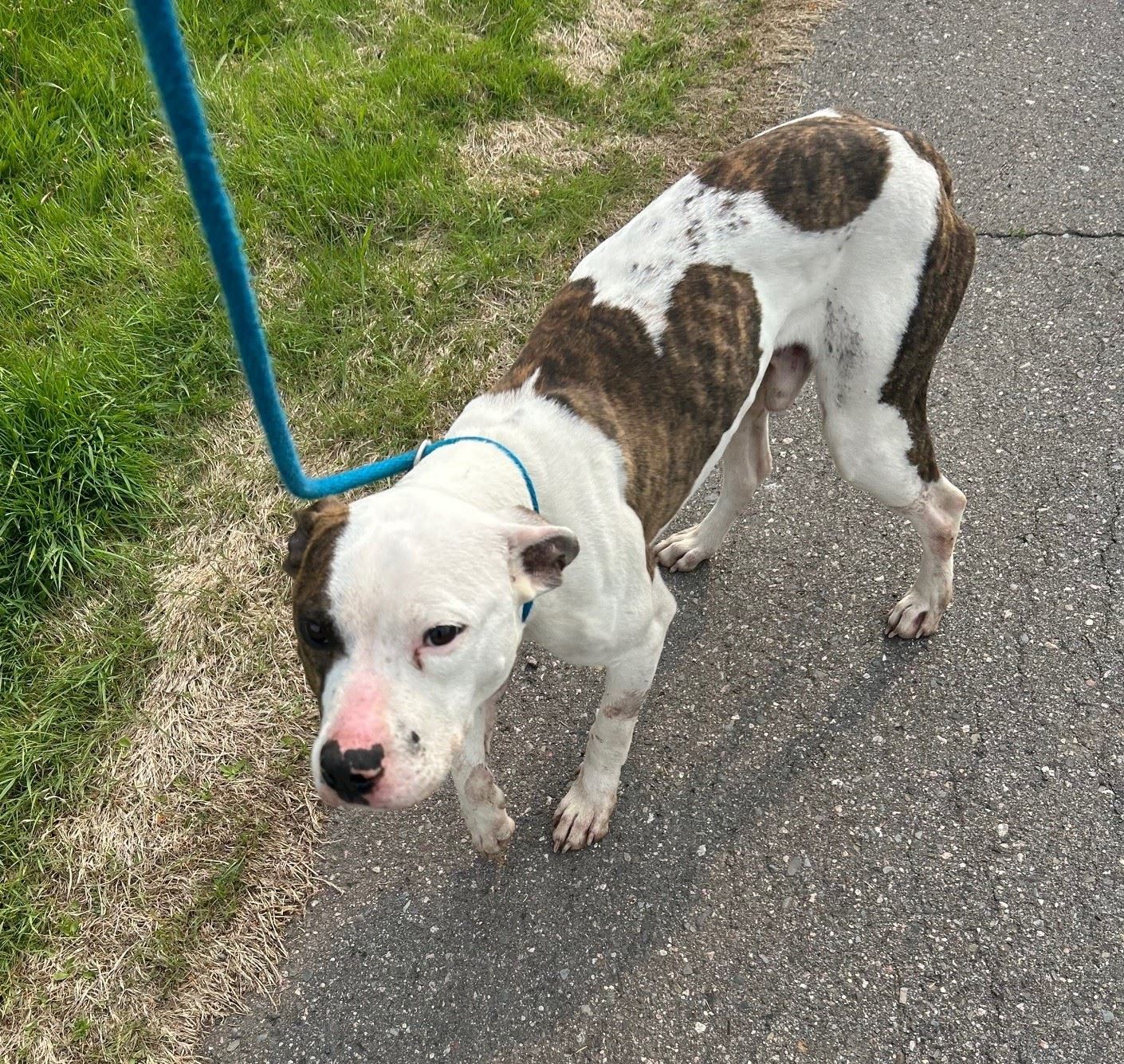 Canine Bullet 5.30.25