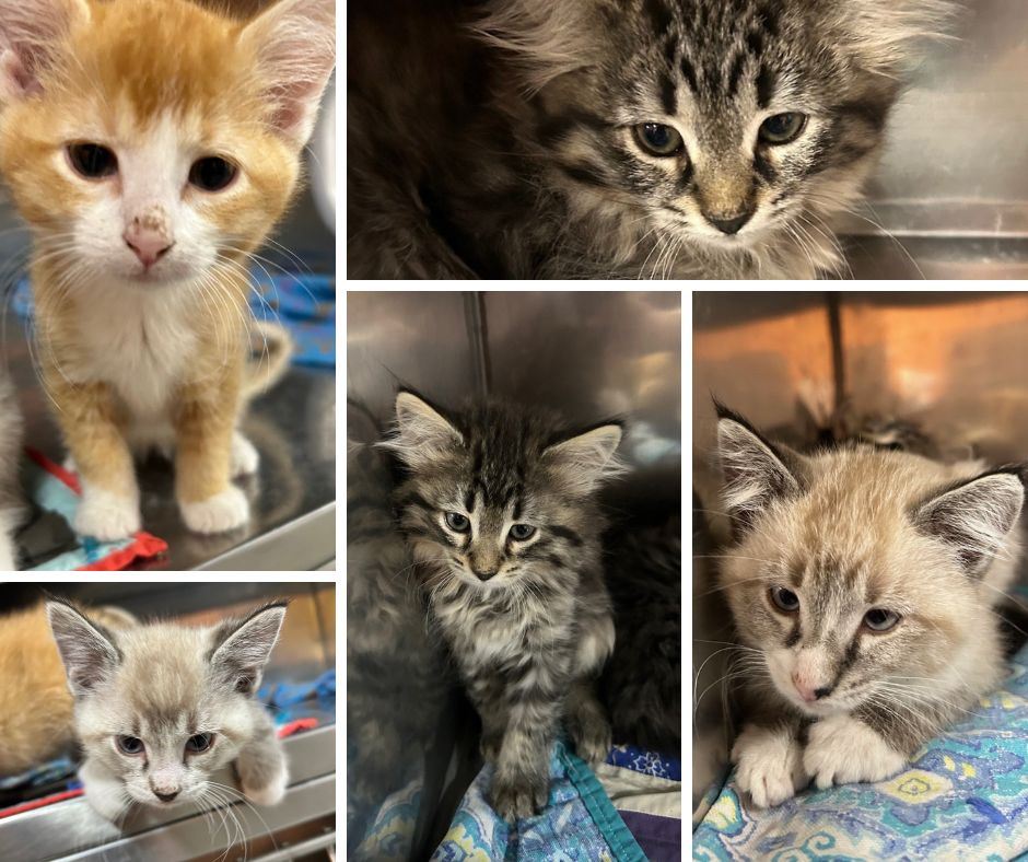 Kittens Collage 7.9.25