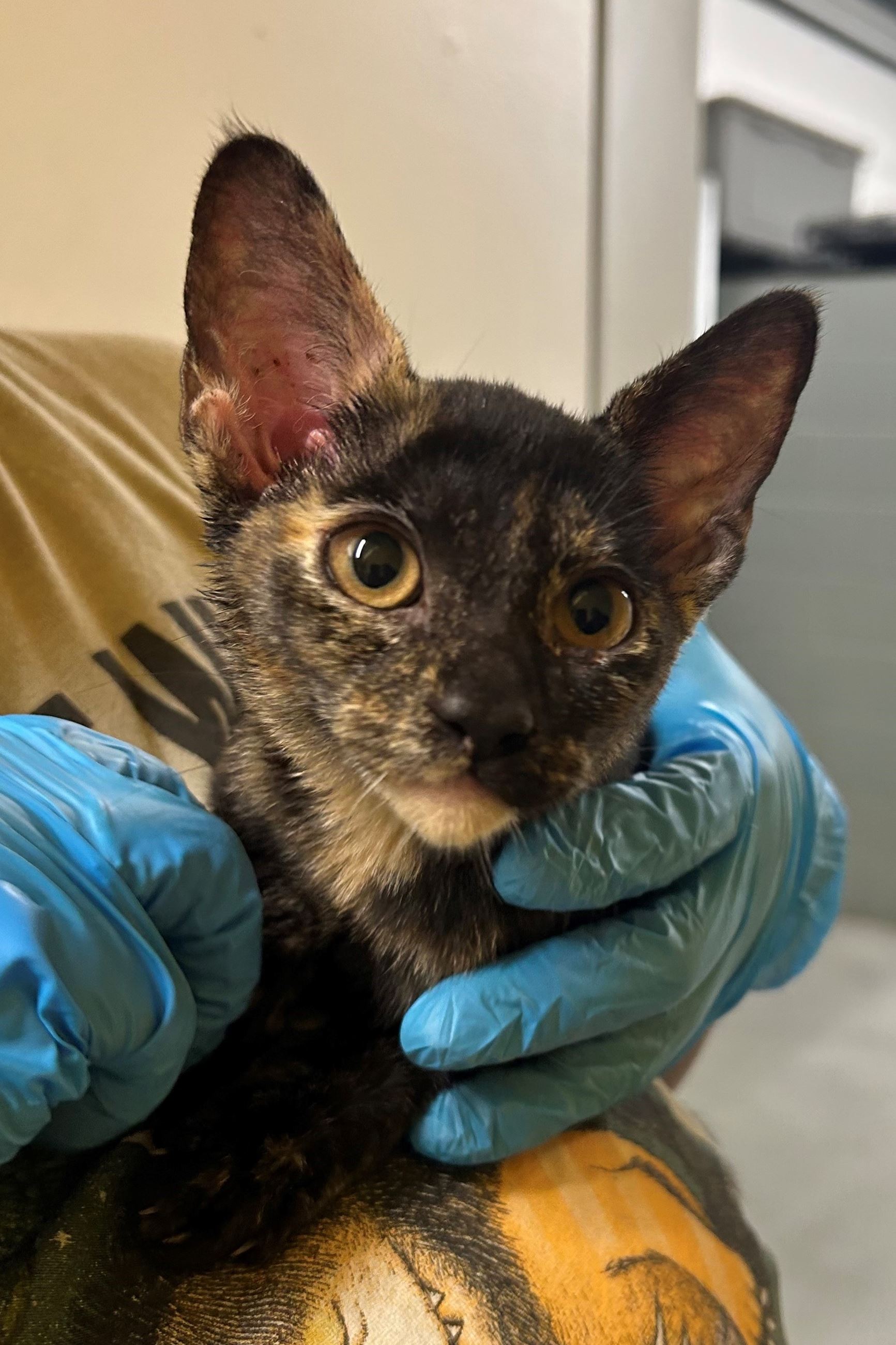 Torti kitten 7.21.25