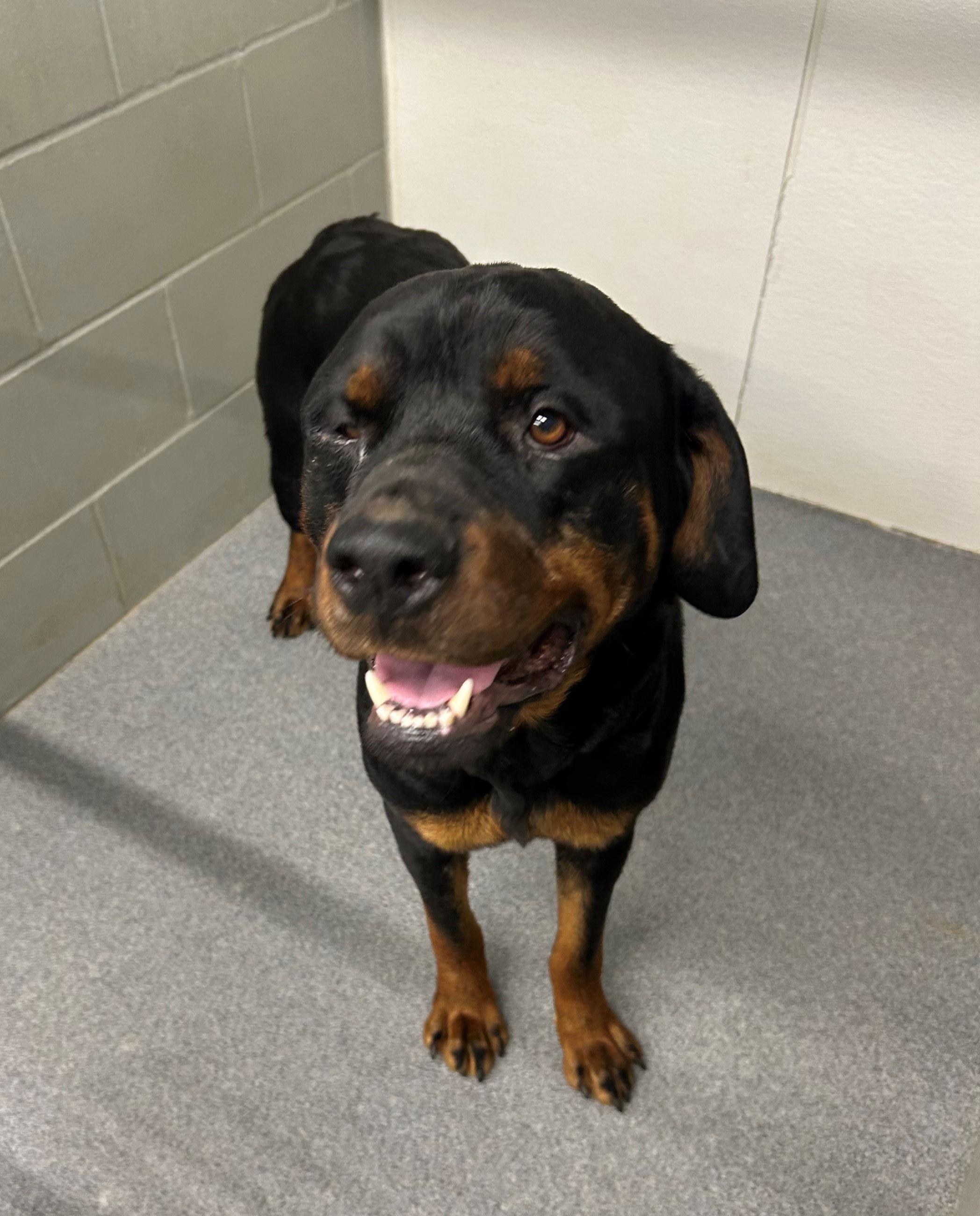 Rotweiler near intake 6.11.25